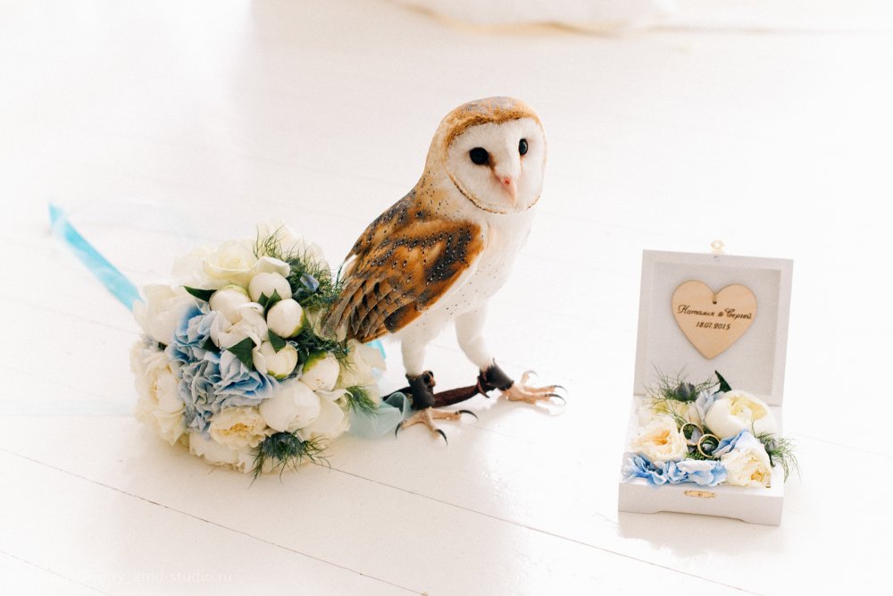 Милая сова, свадебные кольца и букет невесты