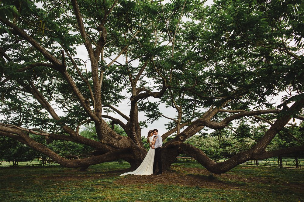 Свадебная фотосессия на фоне огромного дерева
