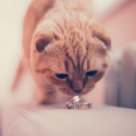 Без кота и свадьба не та: пушистый распорядитель праздника