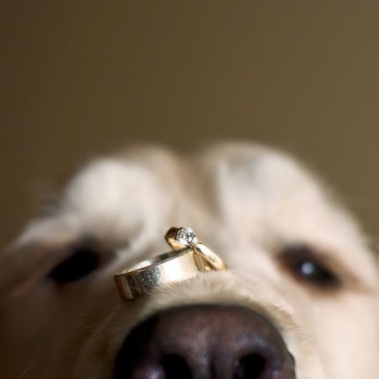 Кольцо на носу собаки