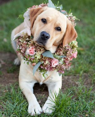 Пес на свадьбе
