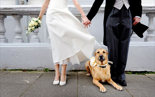 "Гость" на свадьбе - собака
