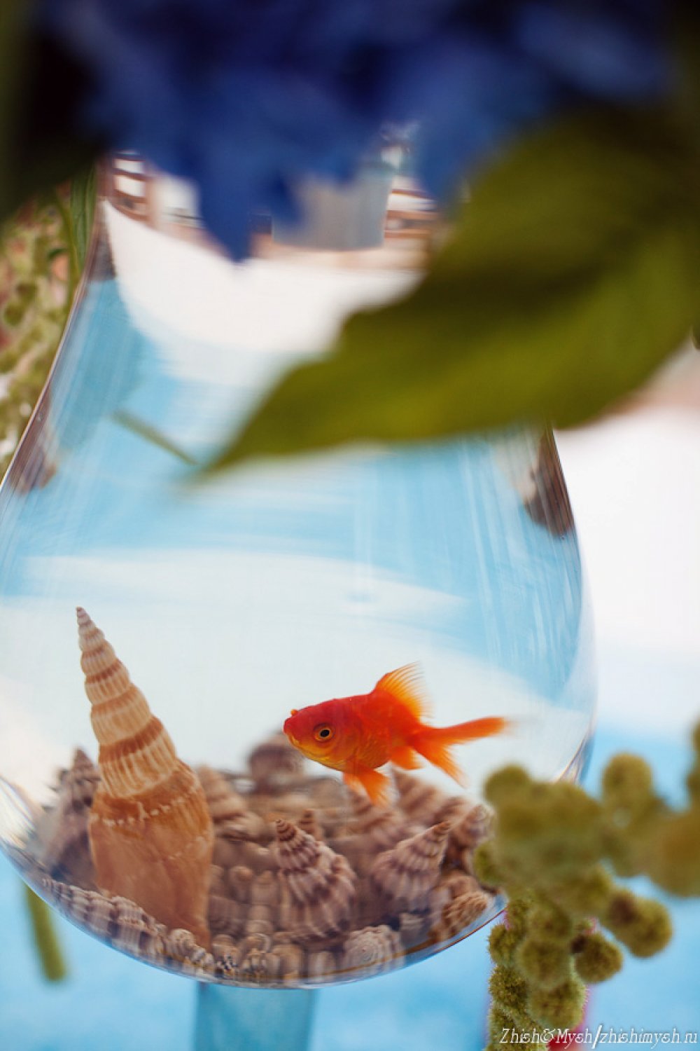 Золотые рыбки