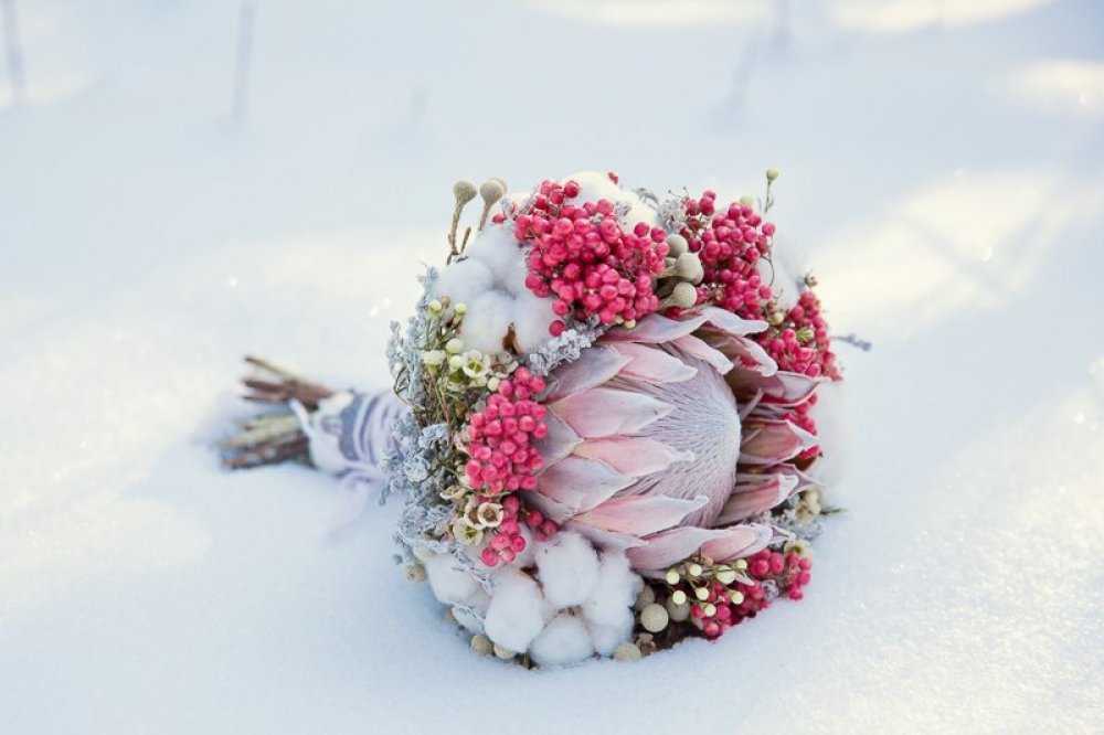 протея, хлопок, шинус, ваксфлауер