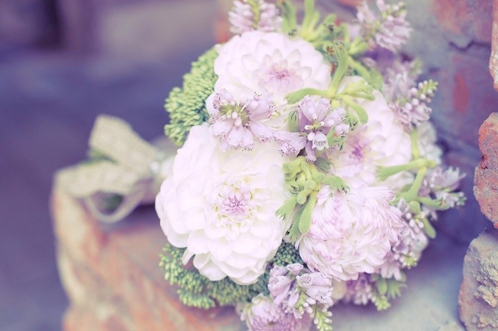 Георгины, седум, анигозантус