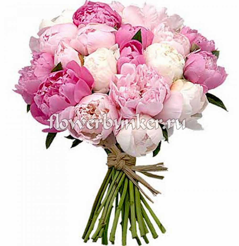 Свадебный букет из пионов "Винтаж"
Состав: Пионы 3-х цветов, белый, розовый и ярко-розовый. 29шт.
Размер: D25*H25см.