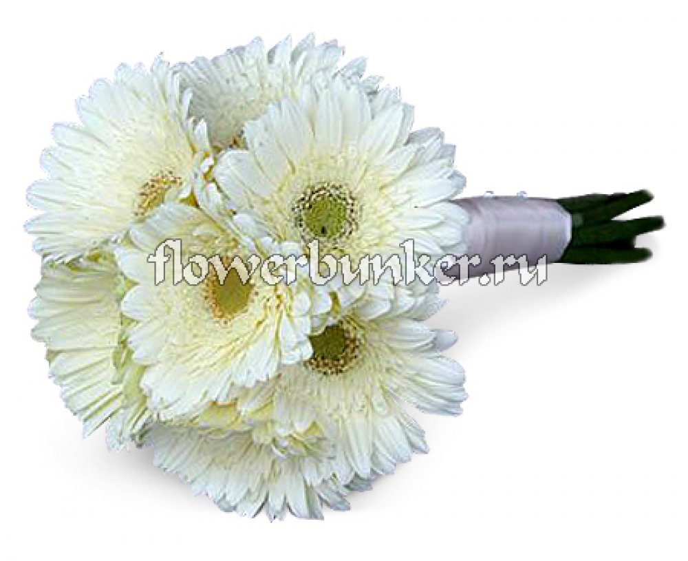 Свадебный букет из гербер «Муза»
Состав: белые герберы (15 шт.)