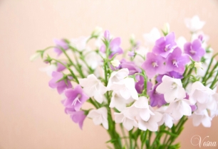 Букет колокольчиков