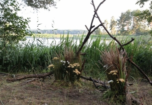 Свадьба в лесу