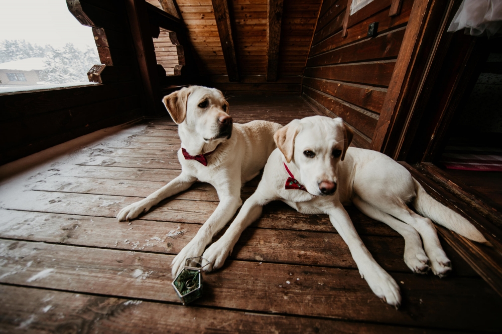 фотограф Макарова Надежда https://vk.com/nmakarovawedding 
Комплек загородного отдыха Старая мельница https://vk.com/cluboldmillspb
Лабрадоры https://vk.com/salelabrador  Бабочки от "Чинаски" https://vk.com/chinaskishop
