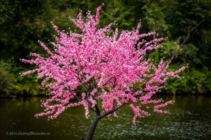 Искусственная сакура в свадебном оформлении
