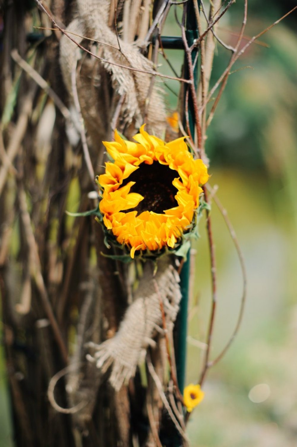 Sunflower Love
фотограф Михаил Круглов