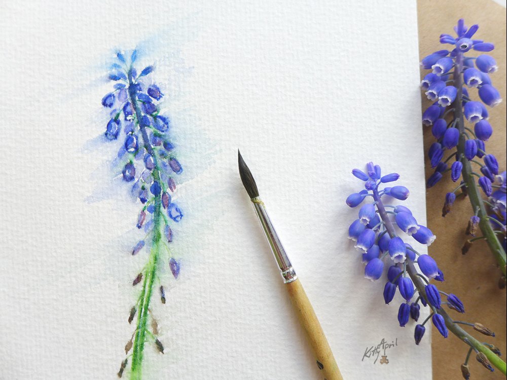 акварельный мускари