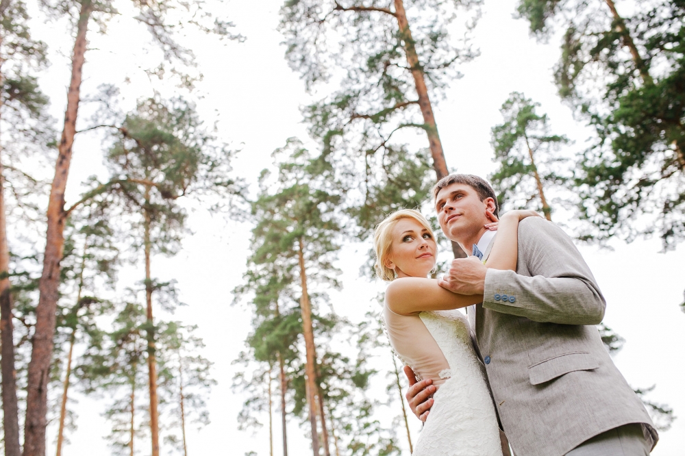 сосновый лес 