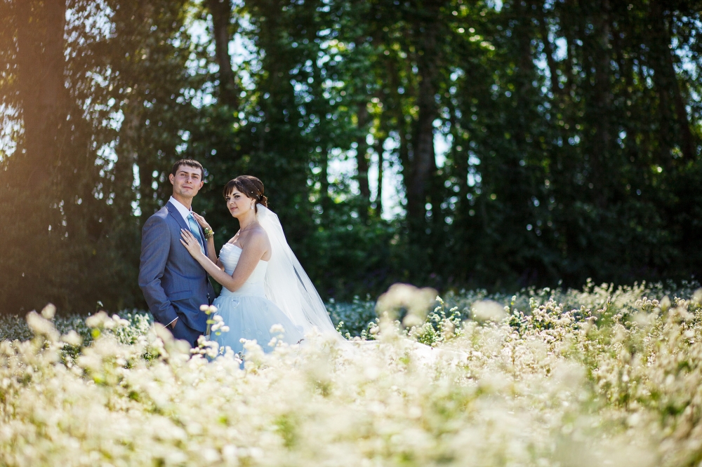 поле солнце