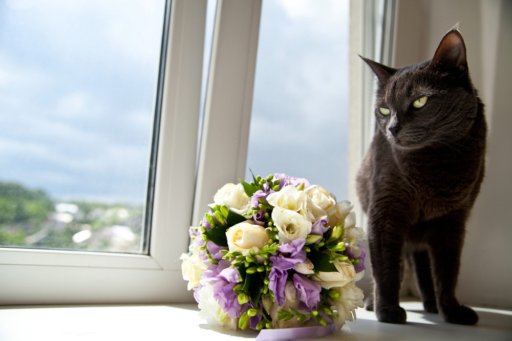 кошка букет