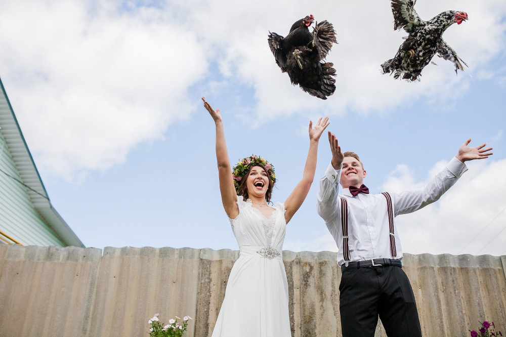 веселье куры