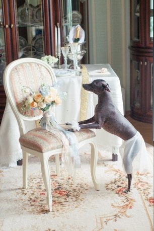 Собачка на сборах