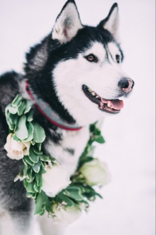 Очаровательная хаски