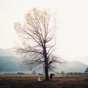 Неодинокое дерево