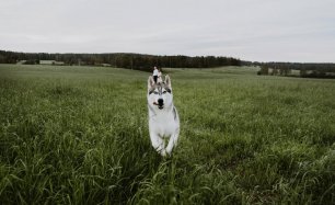 Утренняя прогулка с четвероногим другом