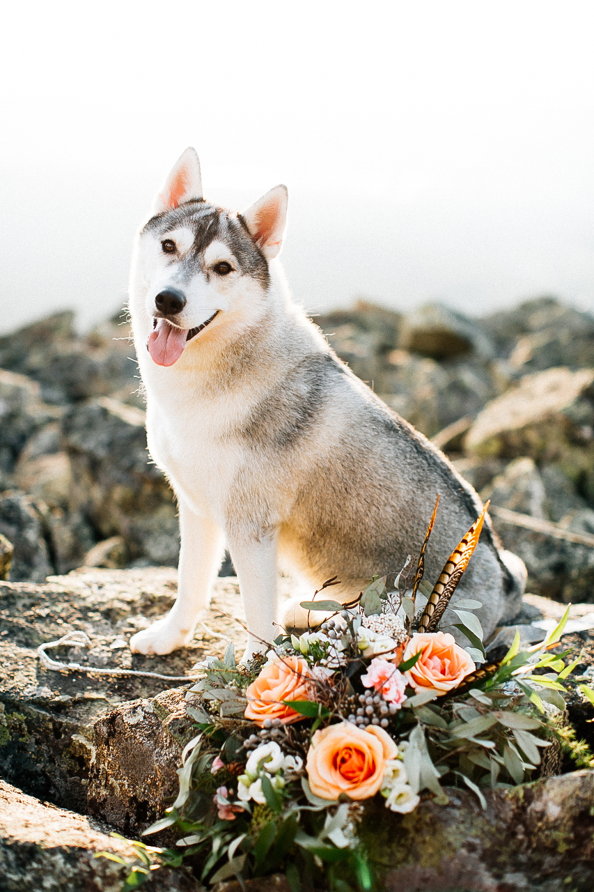 Свадьба в горах. Горы. Перья. Нежная свадьба. Свадьба в светлых тонах. Яркий букет. Большой букет. Хаски. Хаска. Собака на свадьбе. Собака.