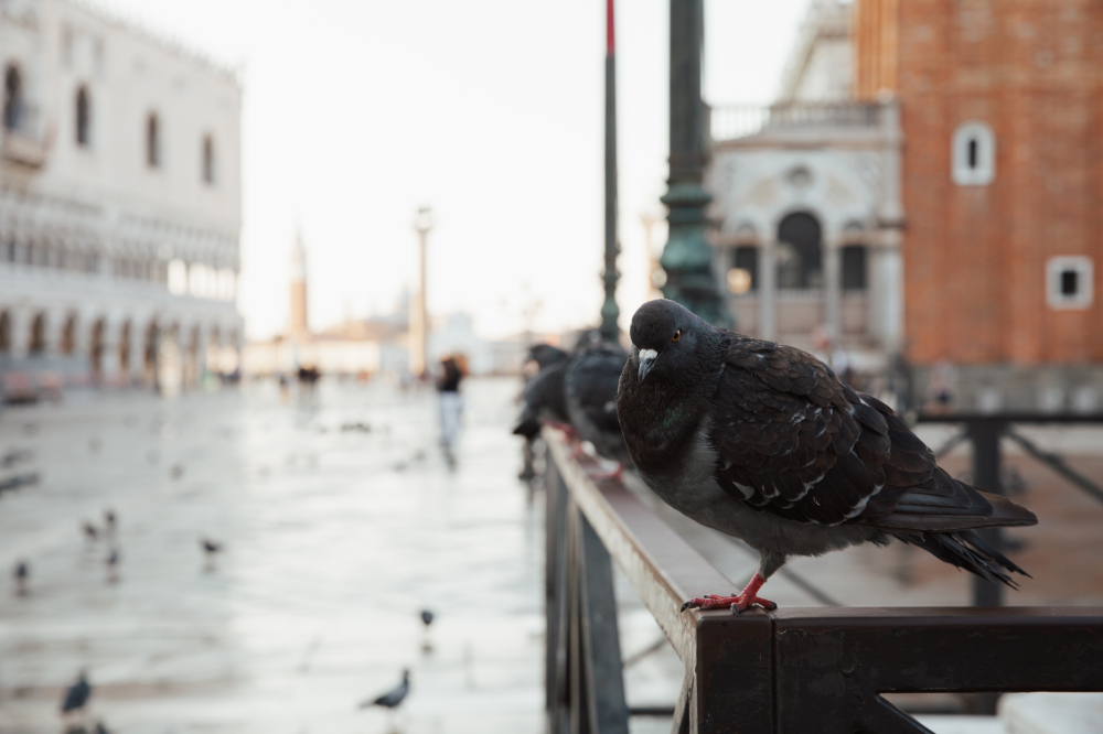 Саша и Катя, Венеция