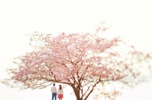 Нежность сакуры