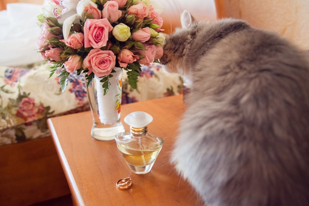 Свадебная фотосъемка в Белокурихе