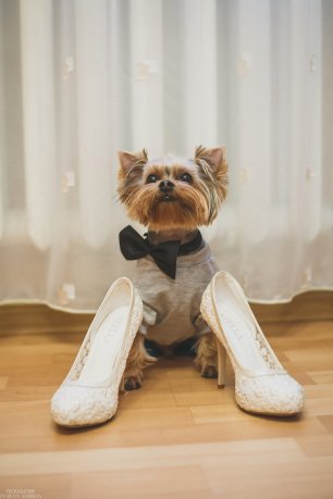 Песик на свадьбе