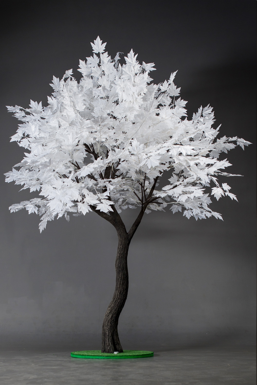 Аренда дерева "Клён белый" 3м.