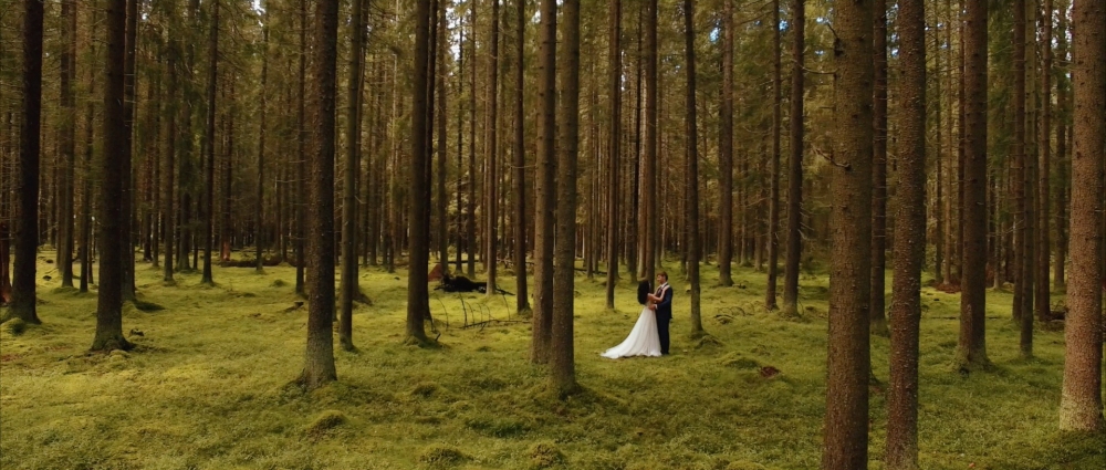 Свадебная прогулка в сосновом лесу