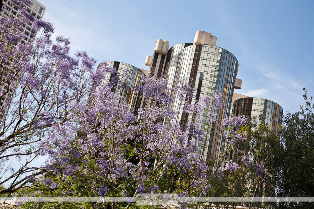 Медовый месяц в Калифорнии