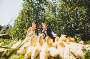 цыплята на фотосессию