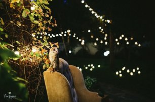 фотозона с совой