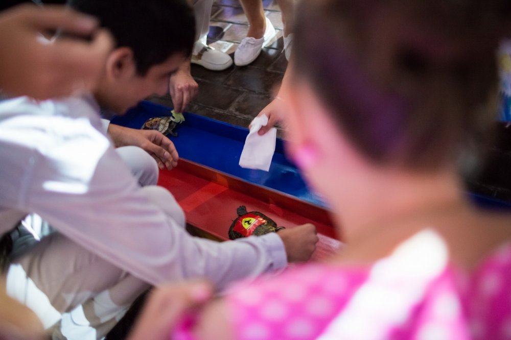 Черепашьи бега