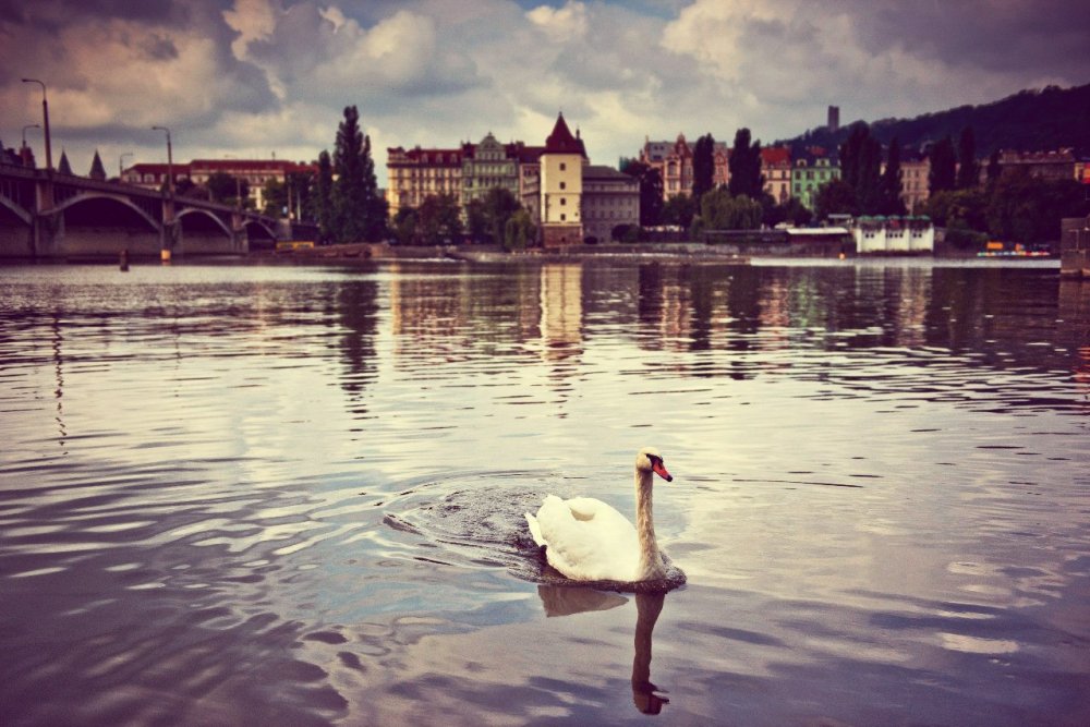 Свадьба в Праге. Евгения и Дмитрий