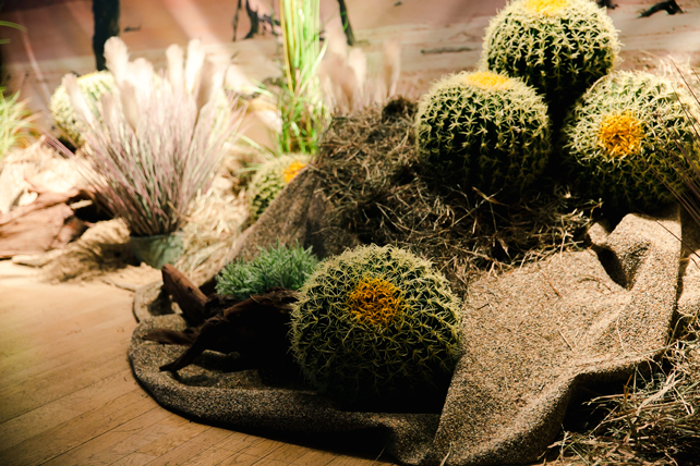 свадебный декор с кактусами, организация свадьбы KATE & LEO