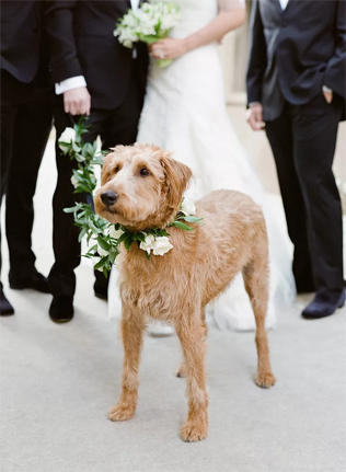 30 восхитительных способов красиво нарядить собаку на свадьбу