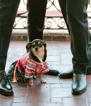 30 восхитительных способов красиво нарядить собаку на свадьбу