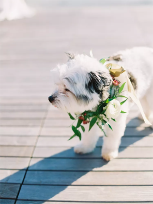 30 восхитительных способов красиво нарядить собаку на свадьбу