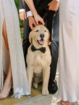 30 восхитительных способов красиво нарядить собаку на свадьбу