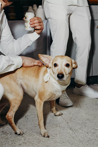 30 восхитительных способов красиво нарядить собаку на свадьбу