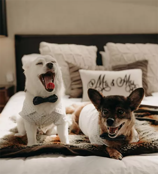 30 восхитительных способов красиво нарядить собаку на свадьбу