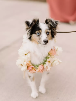 30 восхитительных способов красиво нарядить собаку на свадьбу