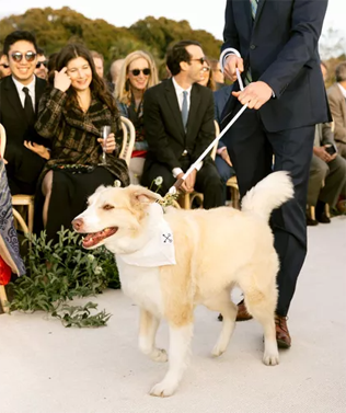 30 восхитительных способов красиво нарядить собаку на свадьбу