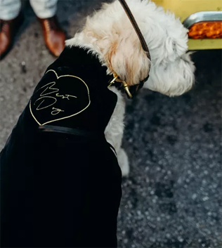 30 восхитительных способов красиво нарядить собаку на свадьбу