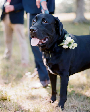 30 восхитительных способов красиво нарядить собаку на свадьбу