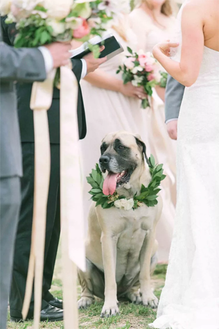 30 восхитительных способов красиво нарядить собаку на свадьбу