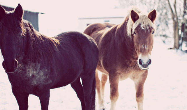зимняя фотосессия лав стори с животными